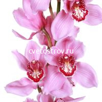 Орхидея розовая 80 см