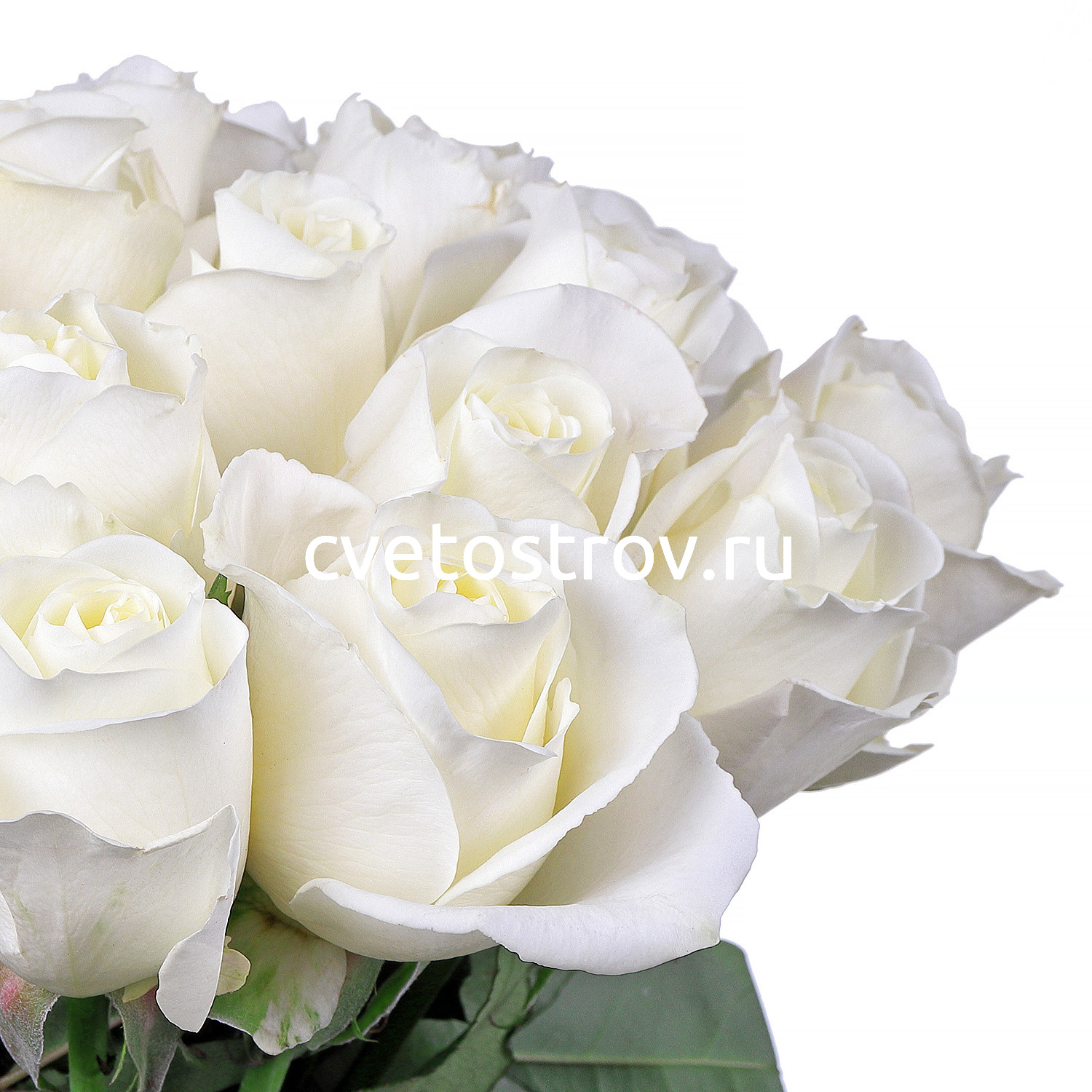 Букет из 21 белой розы Мондиаль (Mondiale)