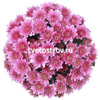 Хризантема кустовая розовая
