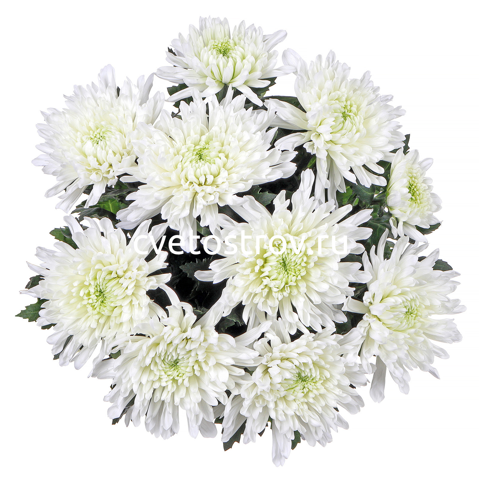 Букет из 25 кустовых хризантем Балтика (Baltica) белая