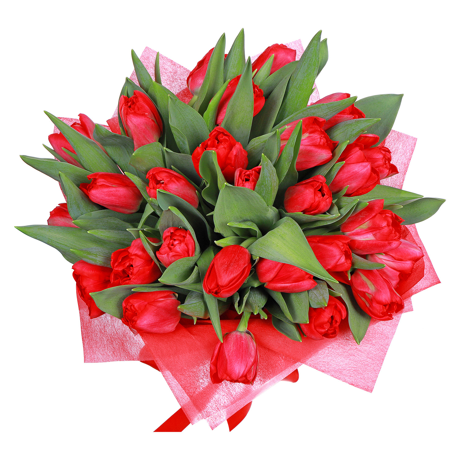Недорогой букет с красными тюльпанами. Дешевые тюльпаны. Тюльпаны на заказ. Как выглядят дешёвые тюльпаны.