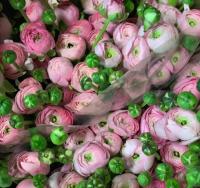 Ранункулюс розовый (Ranunculus Pink)