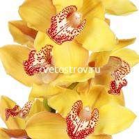 Орхидея желтая 80 см
