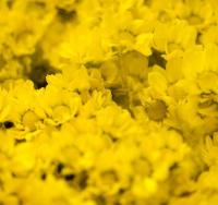 Хризантема кустовая Сантини Елоу (Yellow)