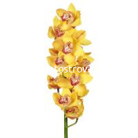 Орхидея желтая 80 см