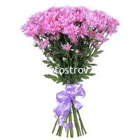 Хризантема кустовая Балтика (Baltica) розовая 15 штук