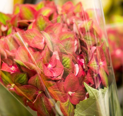 Гидрангея Глоуинг (Glowning)