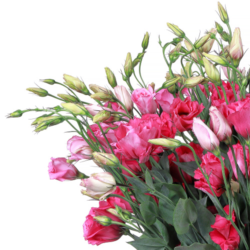 Эустома красная