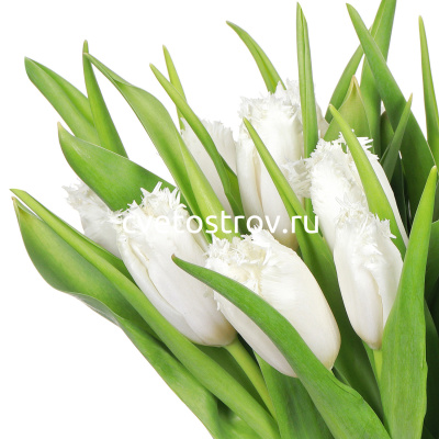 Букет из 17 белых тюльпанов мохровых