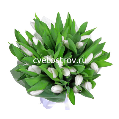 Букет из 25 тюльпанов белых