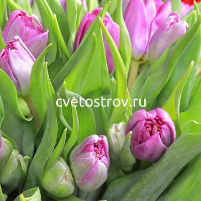 Букет из 25 тюльпанов "Принцесса"