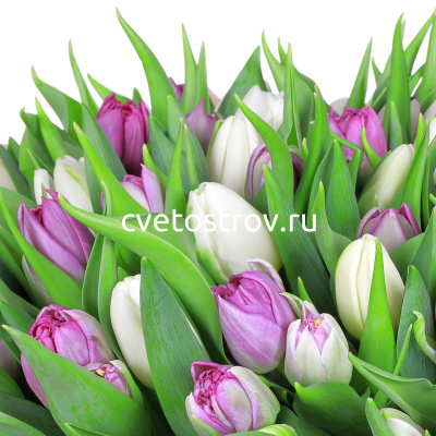 Букет из 51 тюльпана "Нежность"