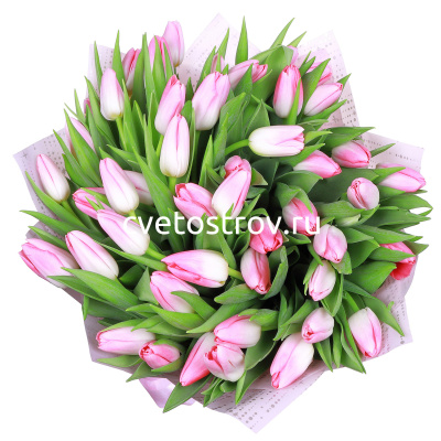 Букет из 51 тюльпана "Фест класс"