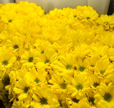 Хризантема сантини Авизо (Aviso)