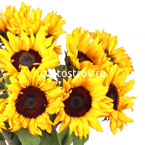 Букет из 15 подсолнухов