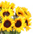 Букет из 15 подсолнухов