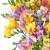 Фрезия в ассортименте