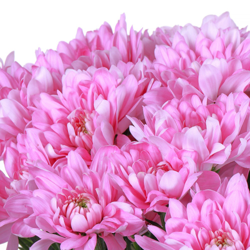 Хризантема кустовая Балтика (Baltica) розовая 15 штук