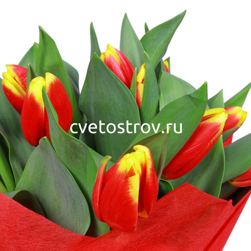 Букет из 15 тюльпанов "Кристмас"