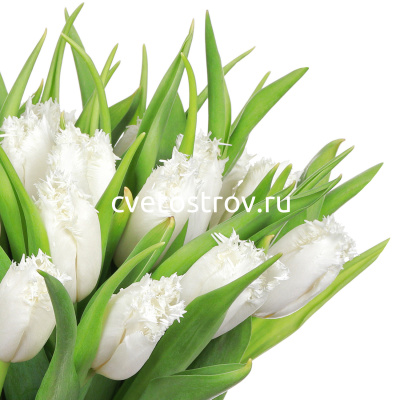 Букет из 31 тюльпанов мохровых