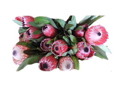 Протея супер