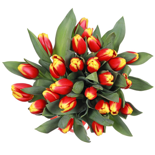 Тюльпаны 25 штук "Кристмас"