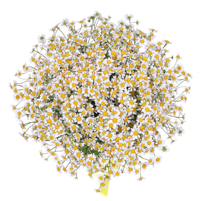 Ромашка кустовая "Камилла" 25 штук