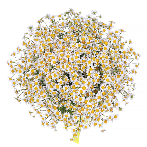 Ромашка кустовая "Камилла" 25 штук