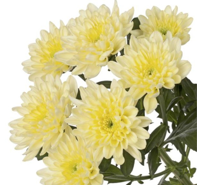 Хризантема кустовая Балтика Крем (Baltica Cream)