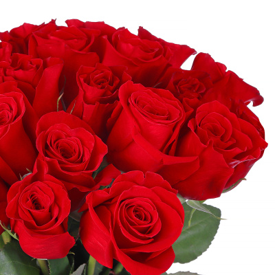 Букет из 25 роз Фридом (Freedom) (50 см.)