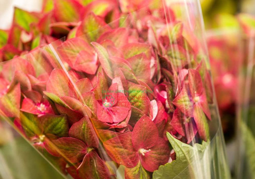 Гидрангея Глоуинг (Glowning)