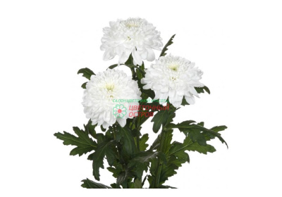 Хризантема Зембла (Zembala)