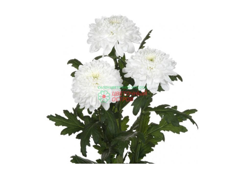 Хризантема Зембла (Zembala)