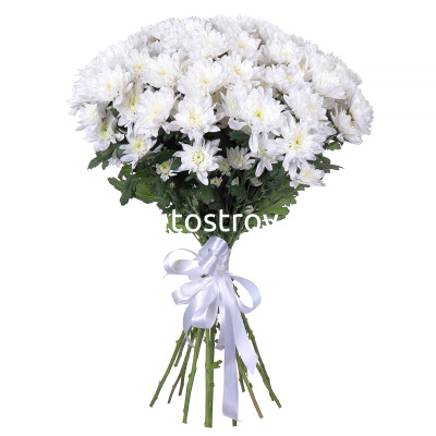 Букет из 25 кустовых хризантем Балтика (Baltica) белая