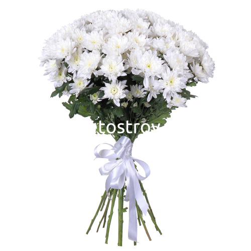 Букет из 25 кустовых хризантем Балтика (Baltica) белая