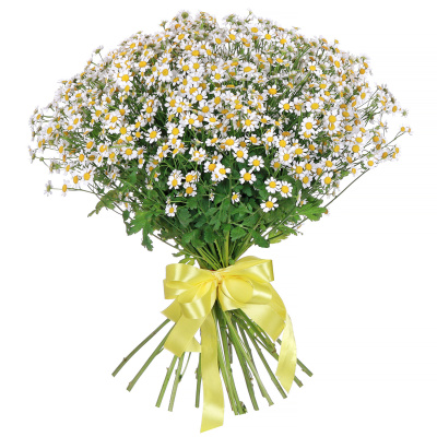 Ромашка кустовая "Камилла" 25 штук