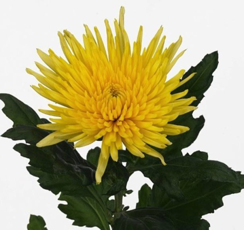 Хризантема одноголовая Анастасия Санни (Anastasia Sunny)