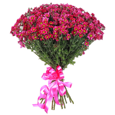 Хризантема кустовая Сантини Мадиба (Madiba) розовая 25 штук