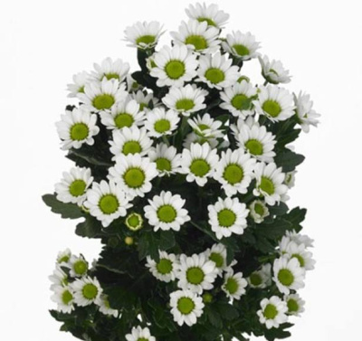 Хризантема сантини Мэд Линди Вайт (Mad Lindi Wh)