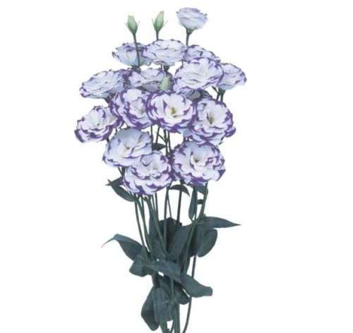 Эустома Эксал Блю (Excal Blu Pico)