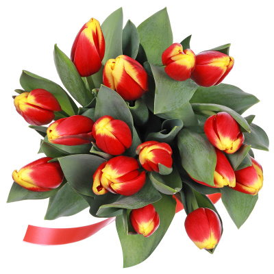 Тюльпаны 15 штук "Кристмас"