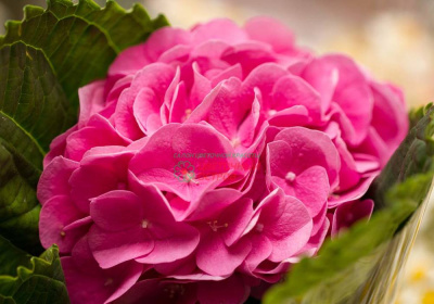 Гидрангея аметист (Amethyst)