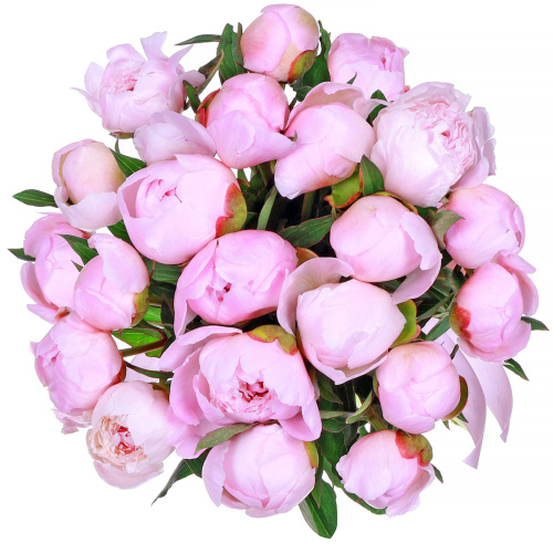 Пионы Алерти (Alertie) 15 штук