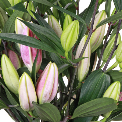 Лилия Меростар 11 штук