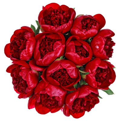 Пионы Ред Шарм (Red Charm) 11 штук