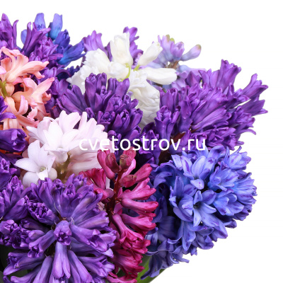 Букет из 25 гиацинтов микс