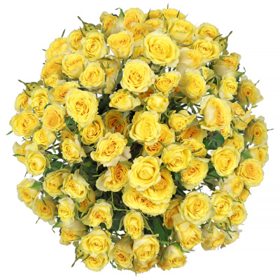 Роза кустовая "Елоу бейби" 50 см