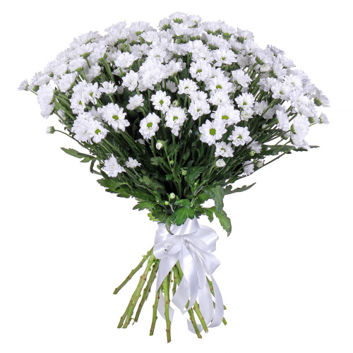 Хризантема сантини (Bounser) 25 штук