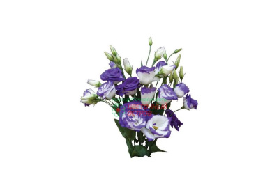 Лизиантус (Picco blue)