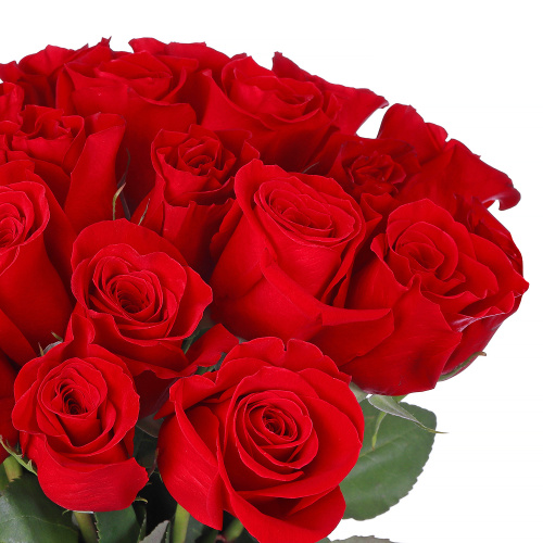 Букет из 15 роз Фридом (Freedom) (50 см.)